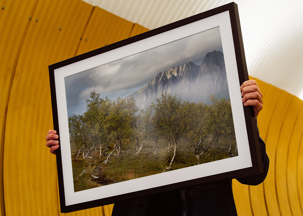 Birch trees with mountains