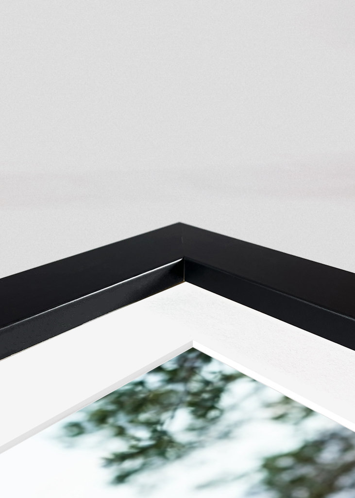  Crooked old pine tree