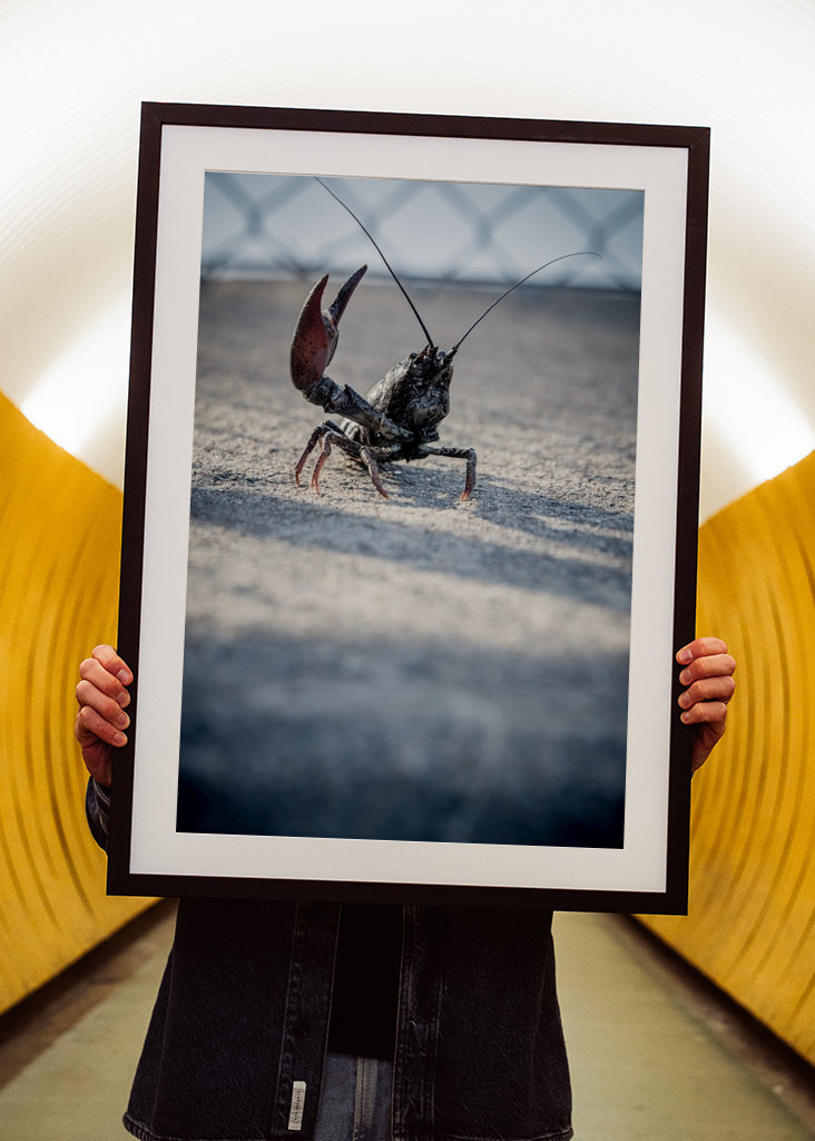 Ein kleiner Kämpfer