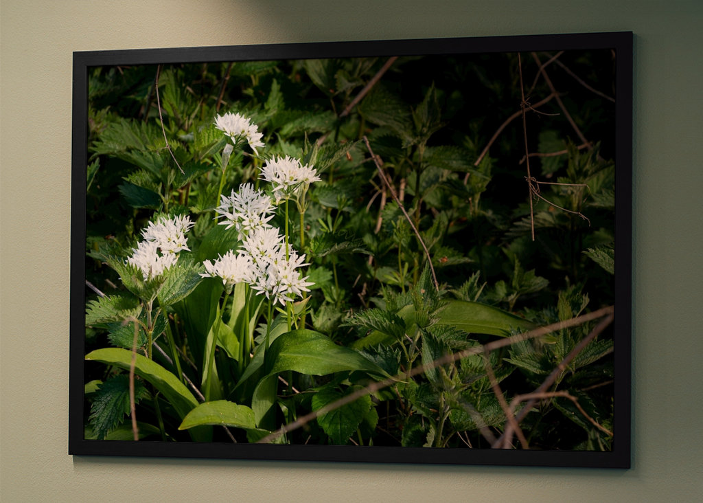 Kvetoucí medvědí česnek