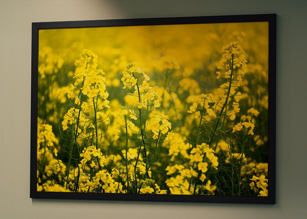 Rapsmark i nærbillede