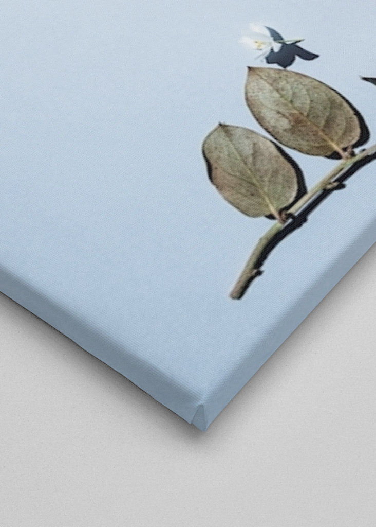 Coffee is a fruit -34