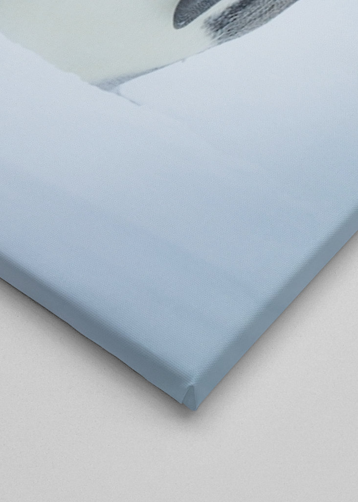 Císařský tučňák chlapec