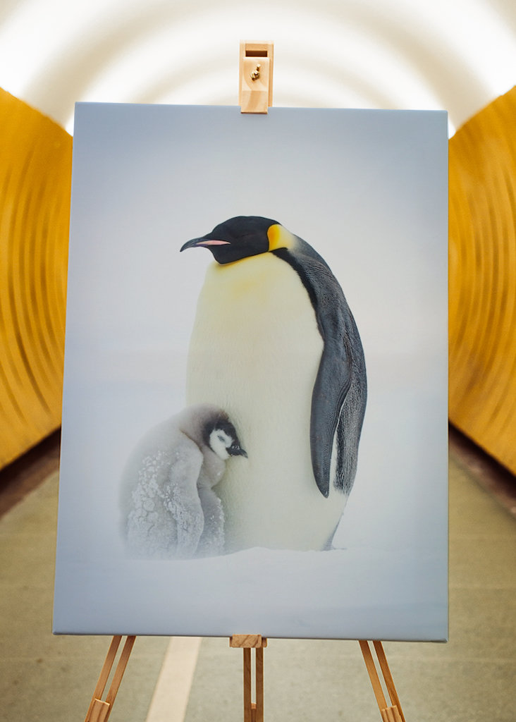 Císařský tučňák chlapec