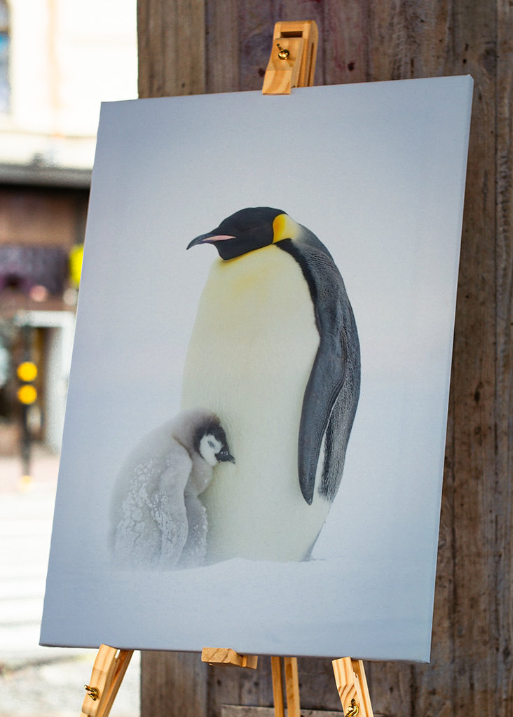 Císařský tučňák chlapec