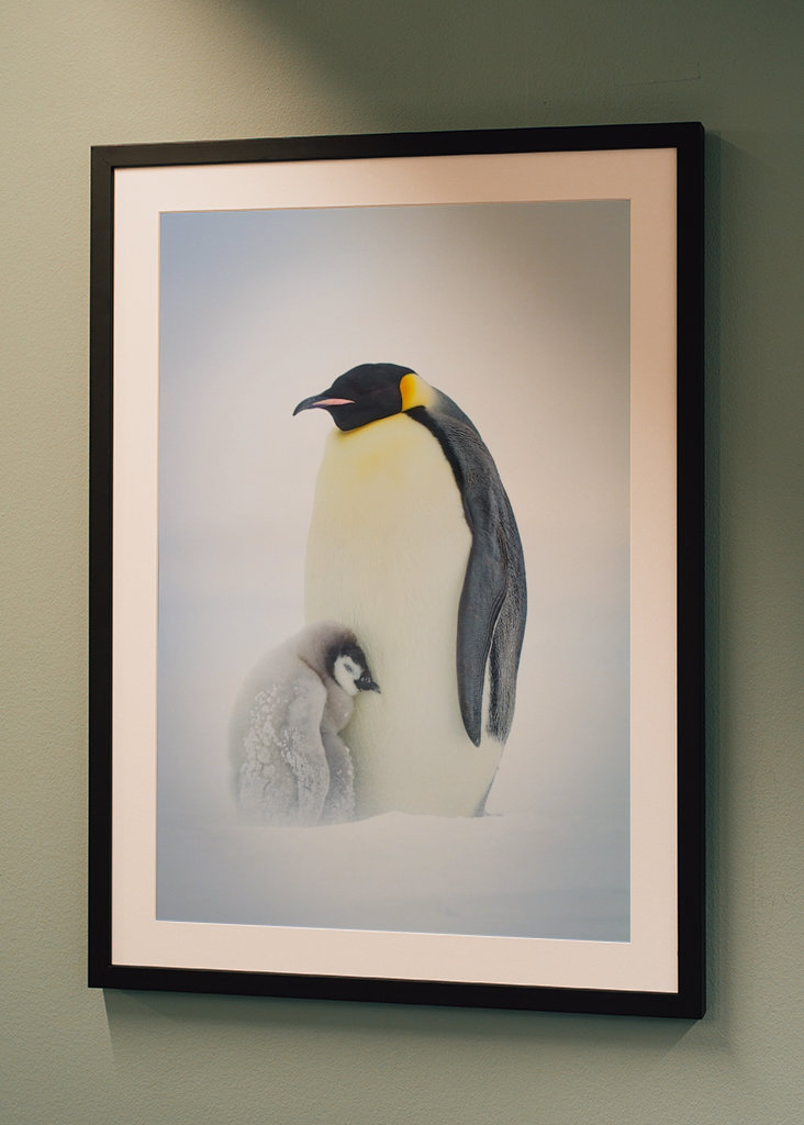 Císařský tučňák chlapec