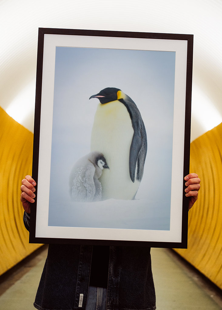 Císařský tučňák chlapec