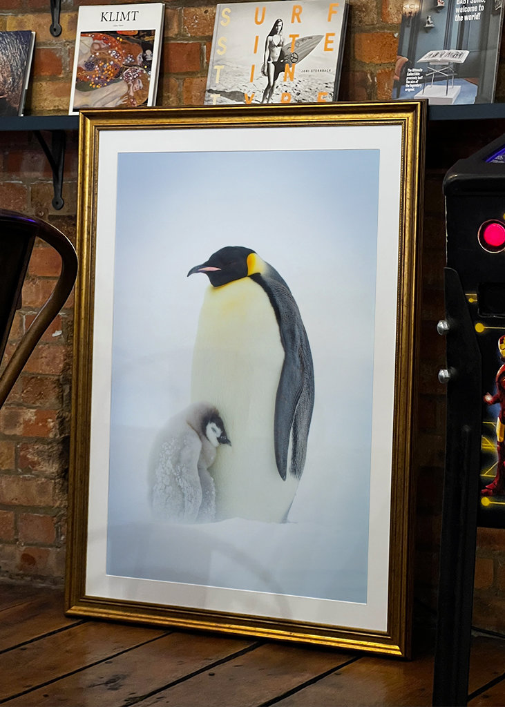 Císařský tučňák chlapec