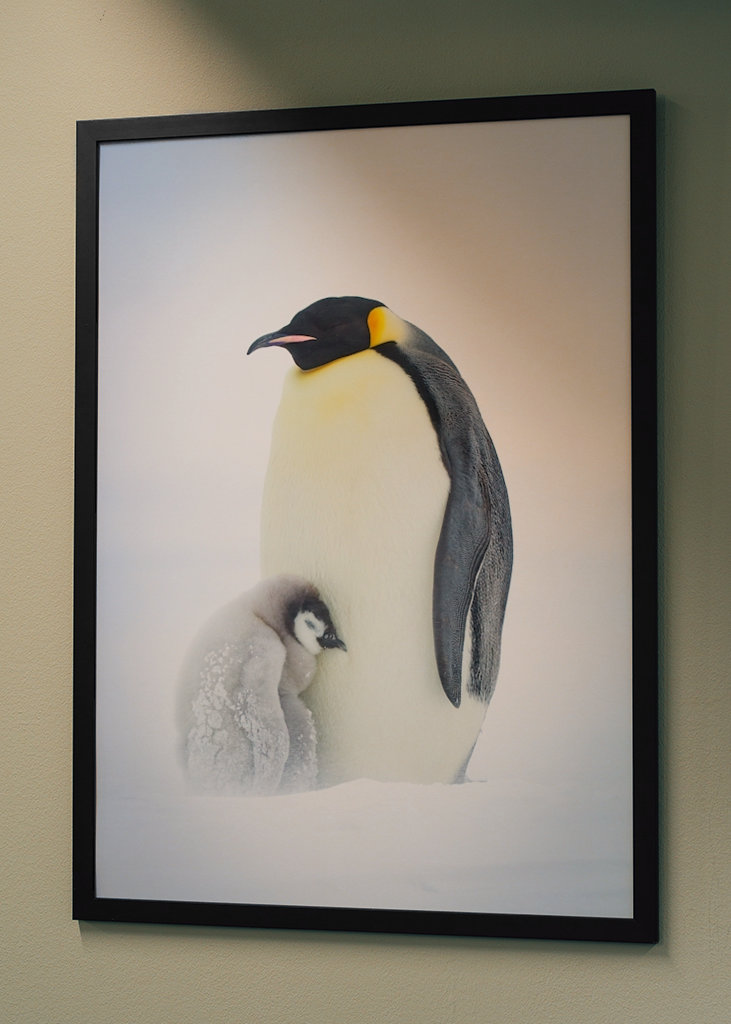 Císařský tučňák chlapec