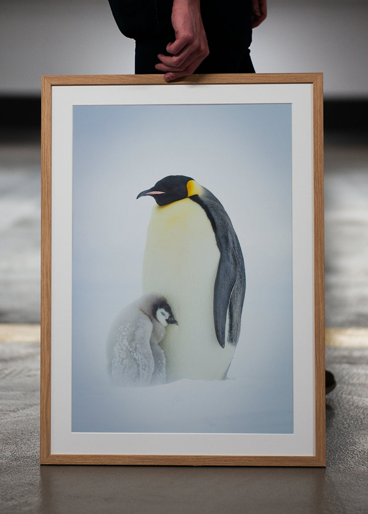 Císařský tučňák chlapec