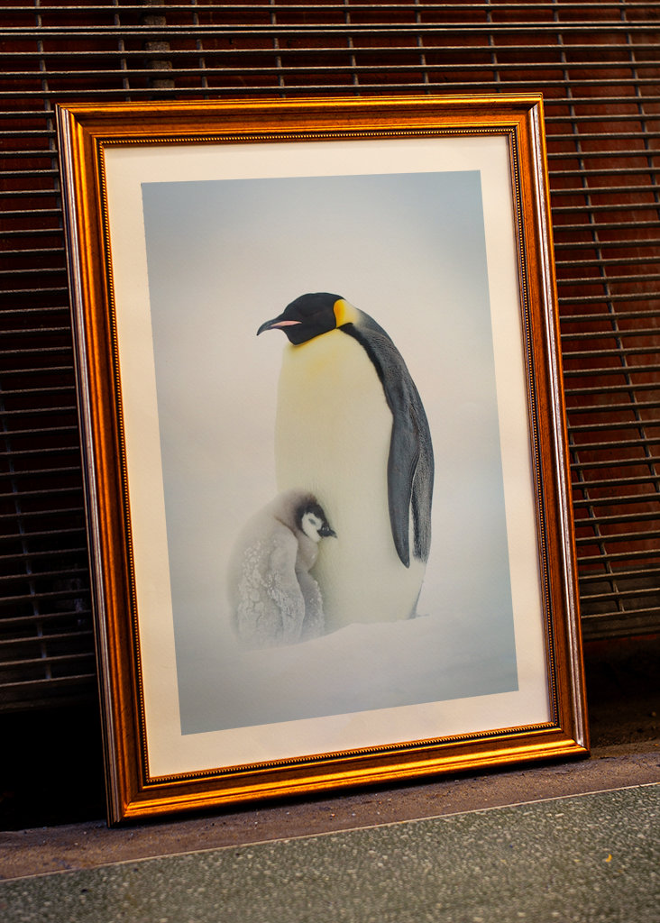 Císařský tučňák chlapec