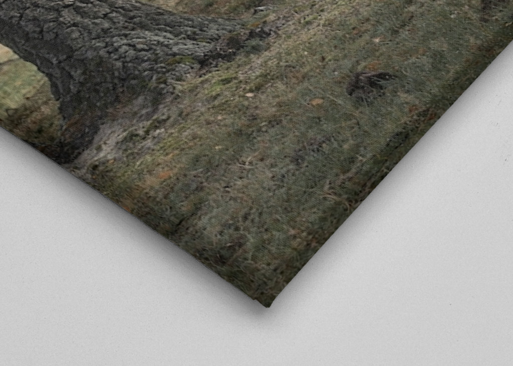 Bétail dans le brouillard