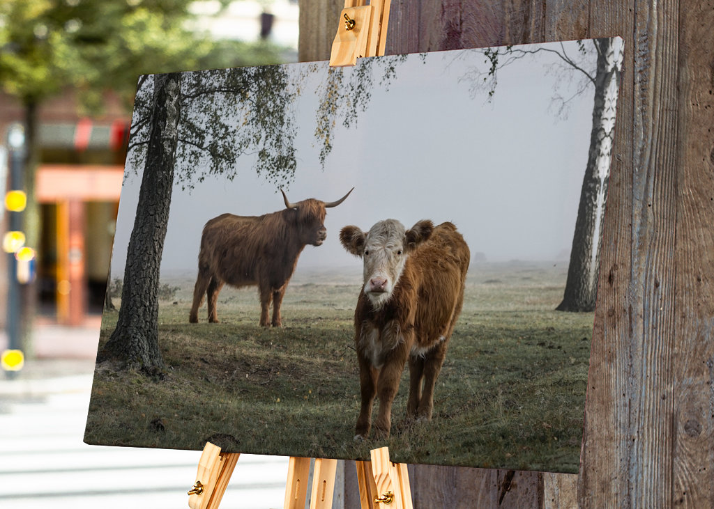 Bétail dans le brouillard