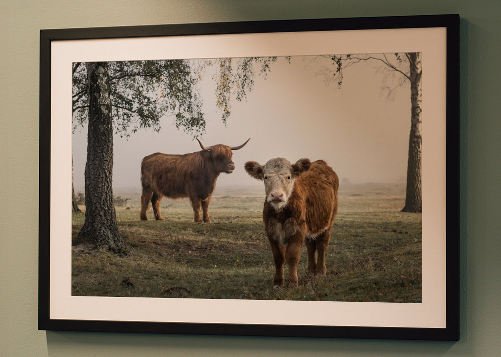 Bétail dans le brouillard