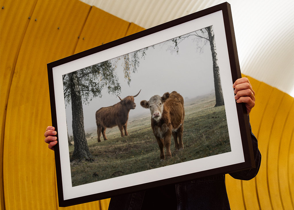 Bétail dans le brouillard