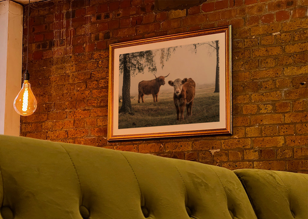 Bétail dans le brouillard