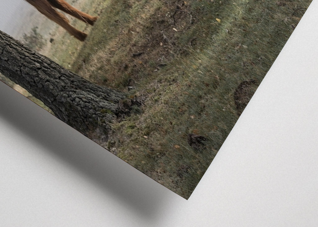 Bétail dans le brouillard