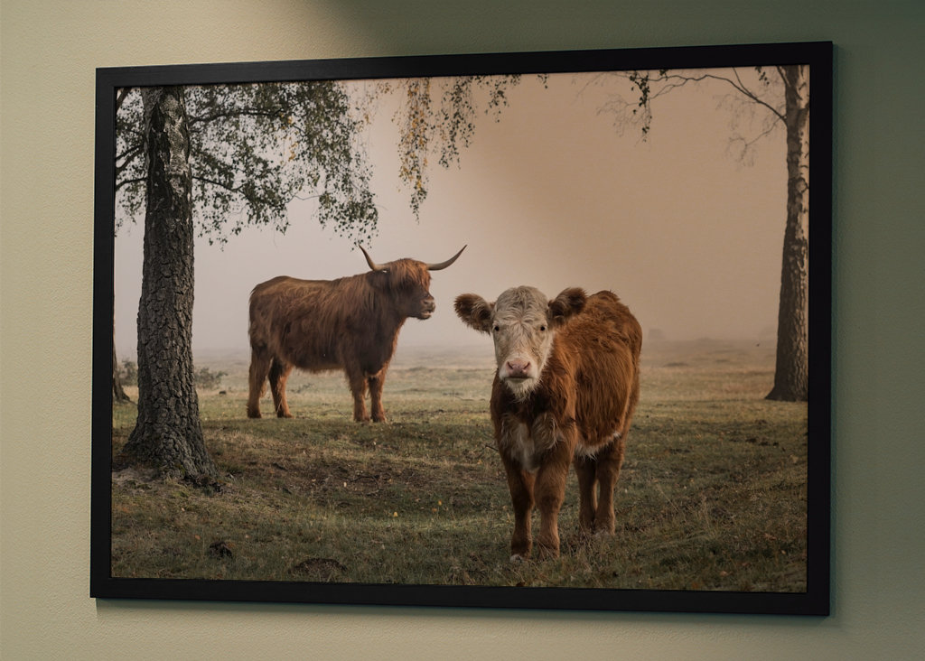 Bétail dans le brouillard