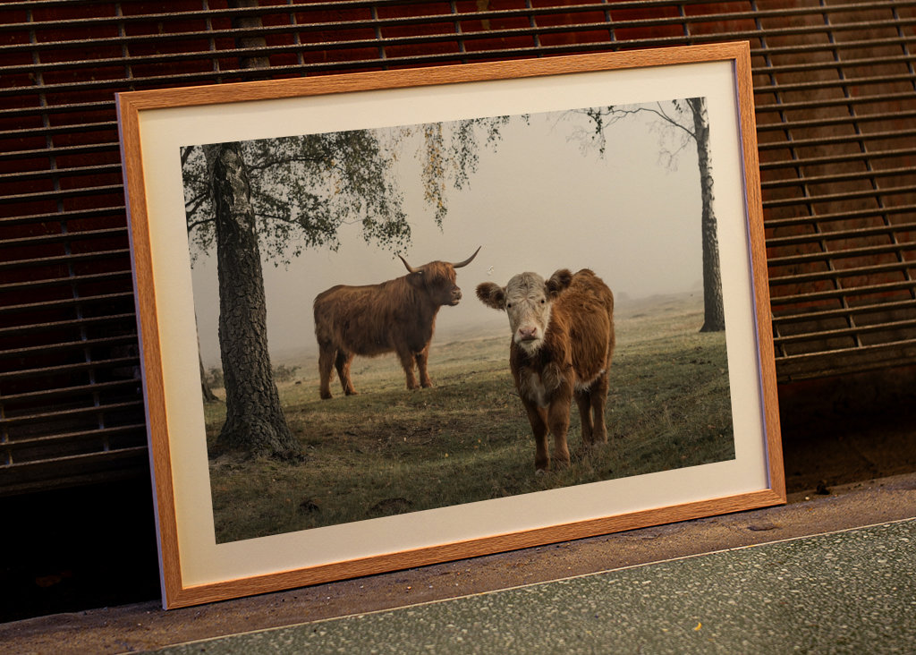 Bétail dans le brouillard