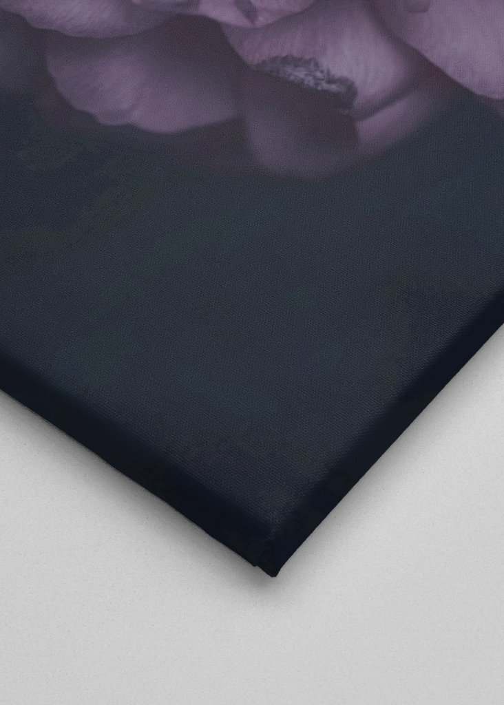 Dahlie im Spätsommer