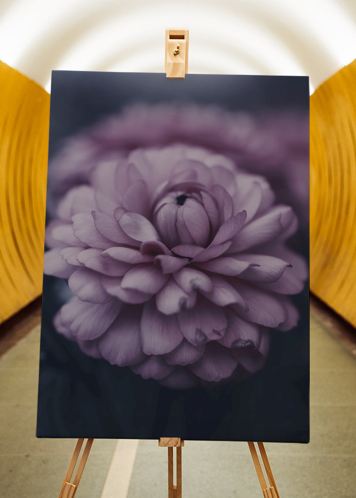 Dahlie im Spätsommer