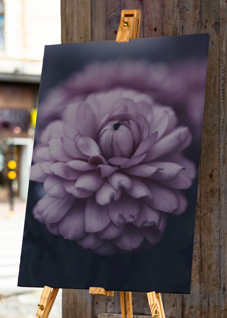 Dahlie im Spätsommer