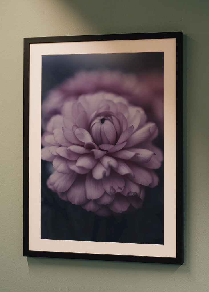 Dahlie im Spätsommer