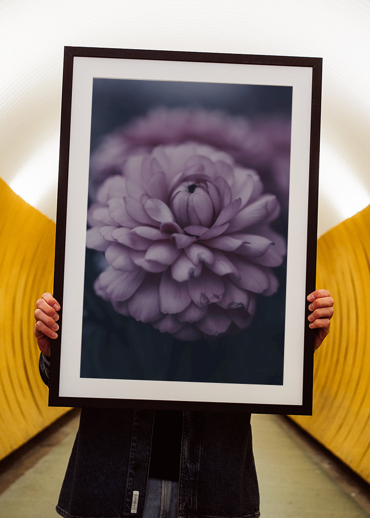 Dahlie im Spätsommer