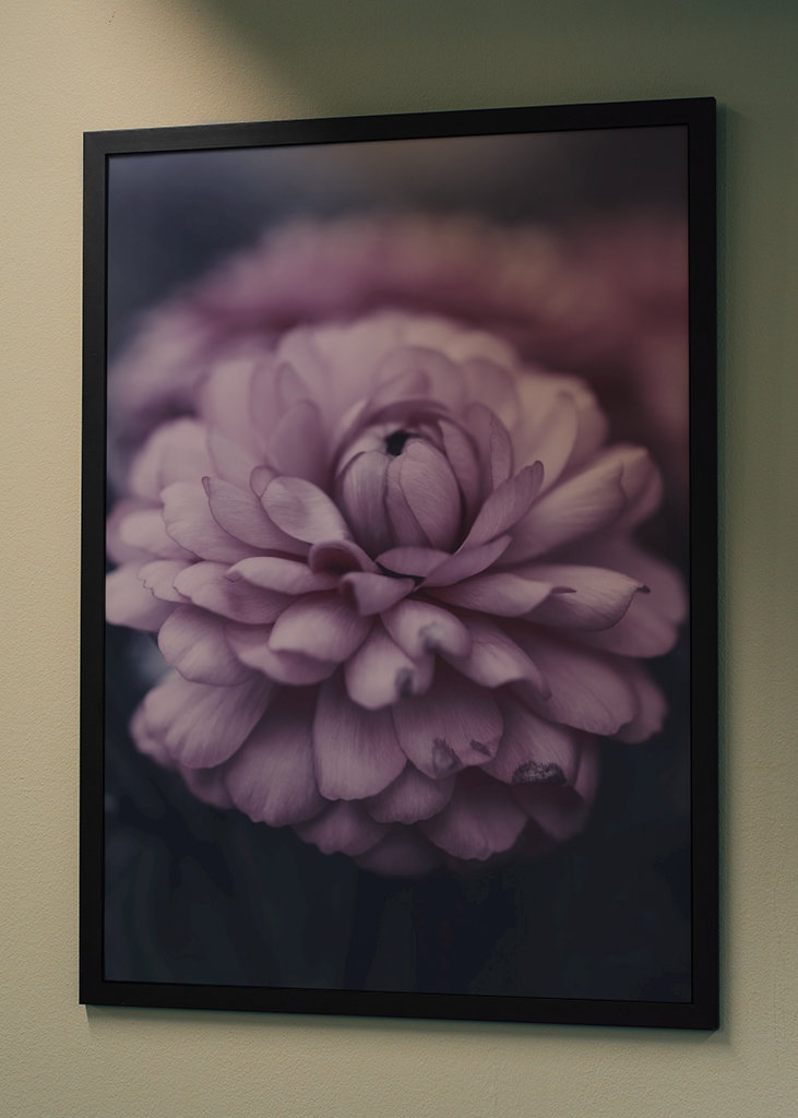 Dahlie im Spätsommer