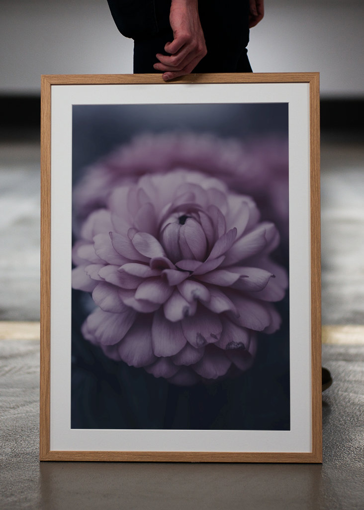 Dahlie im Spätsommer