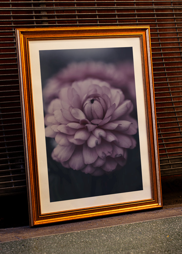 Dahlie im Spätsommer