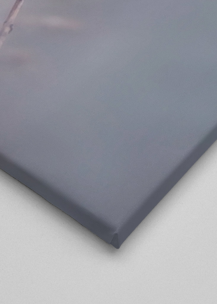 Zimní květina upravit