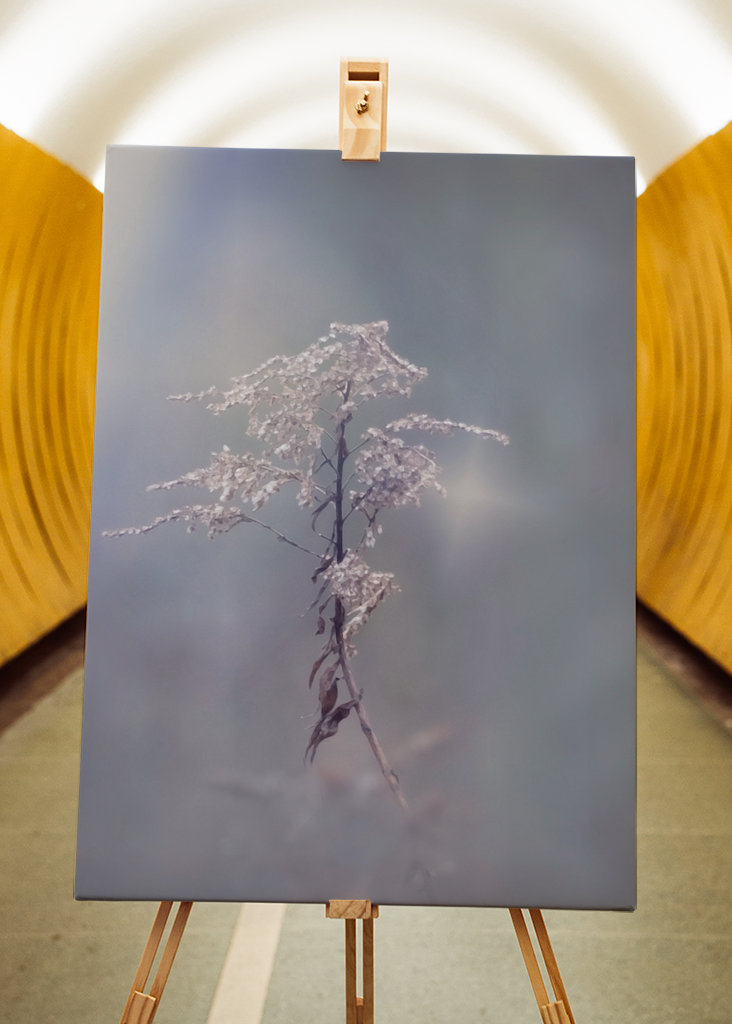 Zimní květina upravit