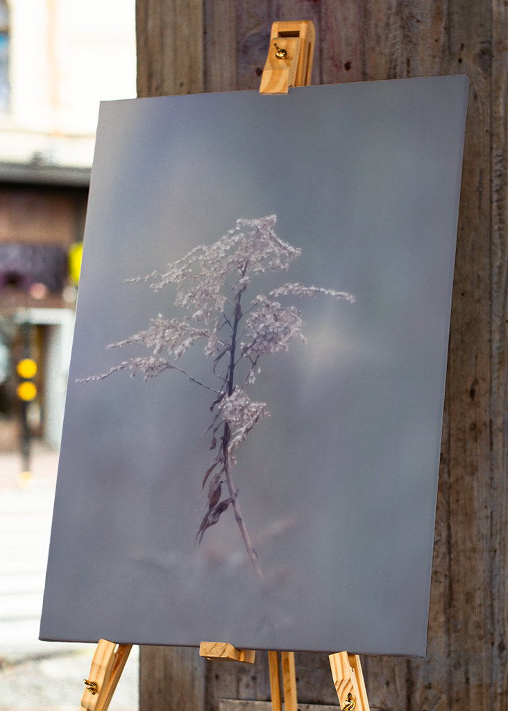 Zimní květina upravit