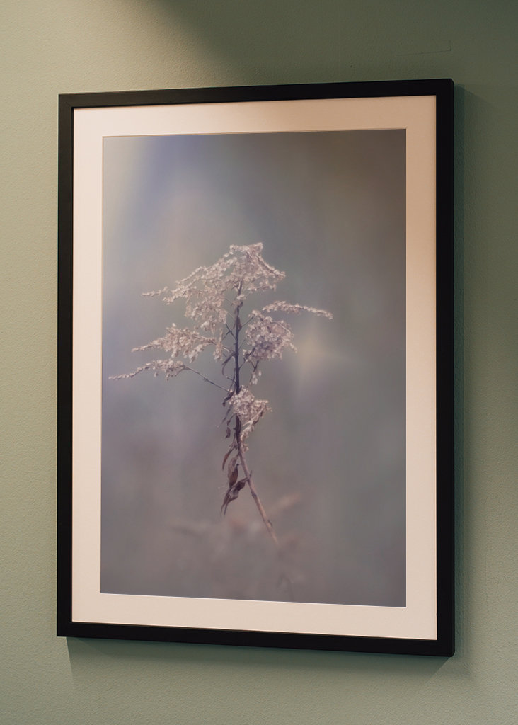 Zimní květina upravit