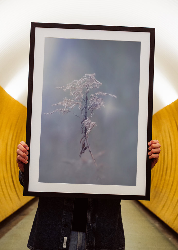 Zimní květina upravit