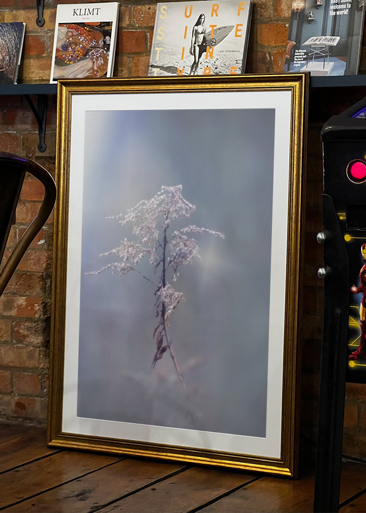 Zimní květina upravit