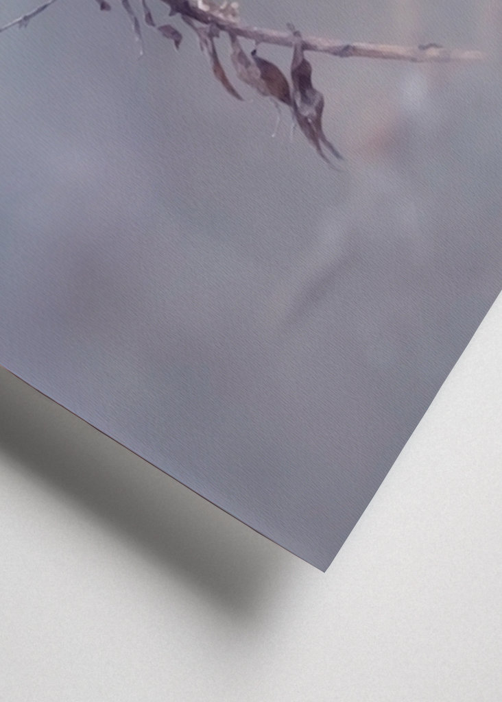 Zimní květina upravit