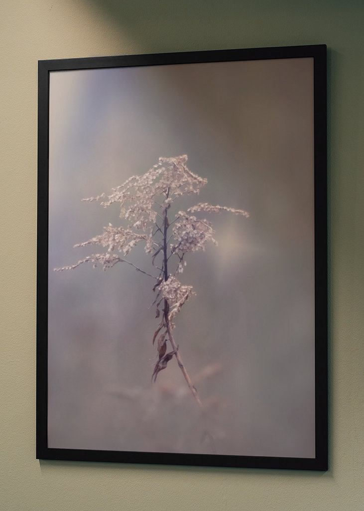 Zimní květina upravit