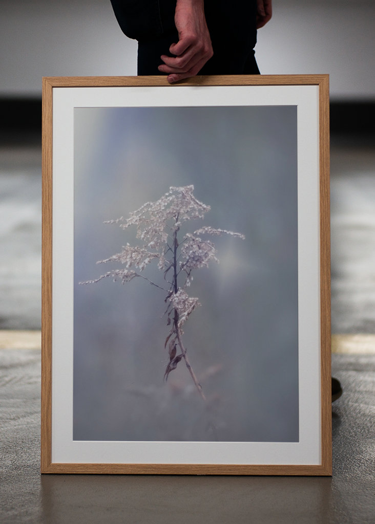 Zimní květina upravit