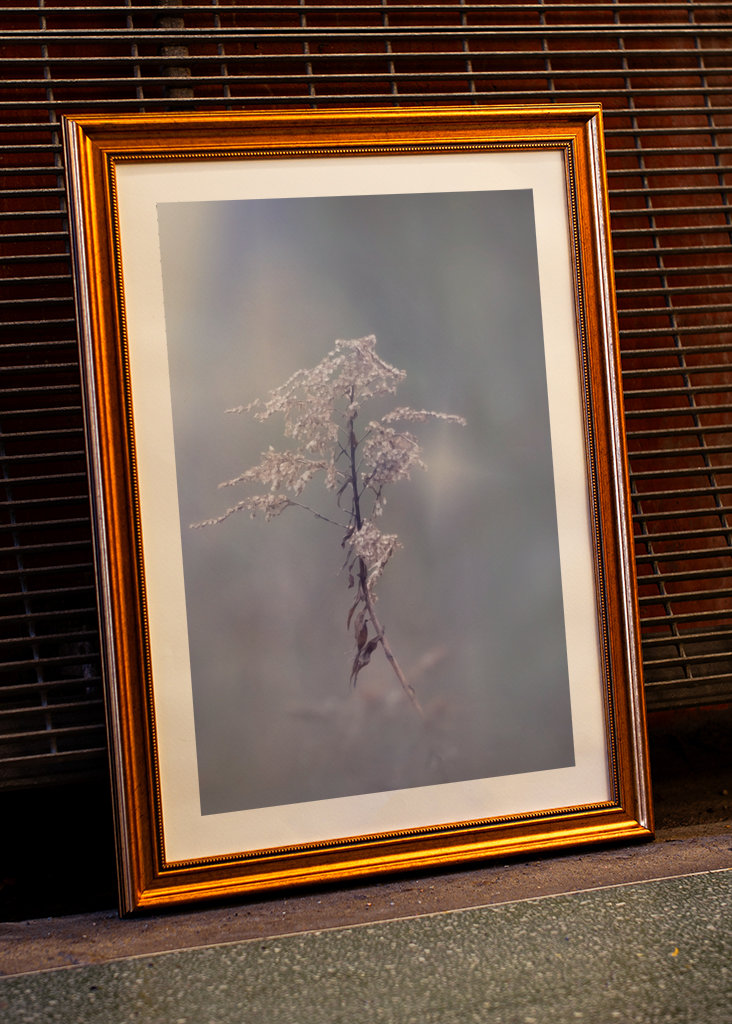 Zimní květina upravit