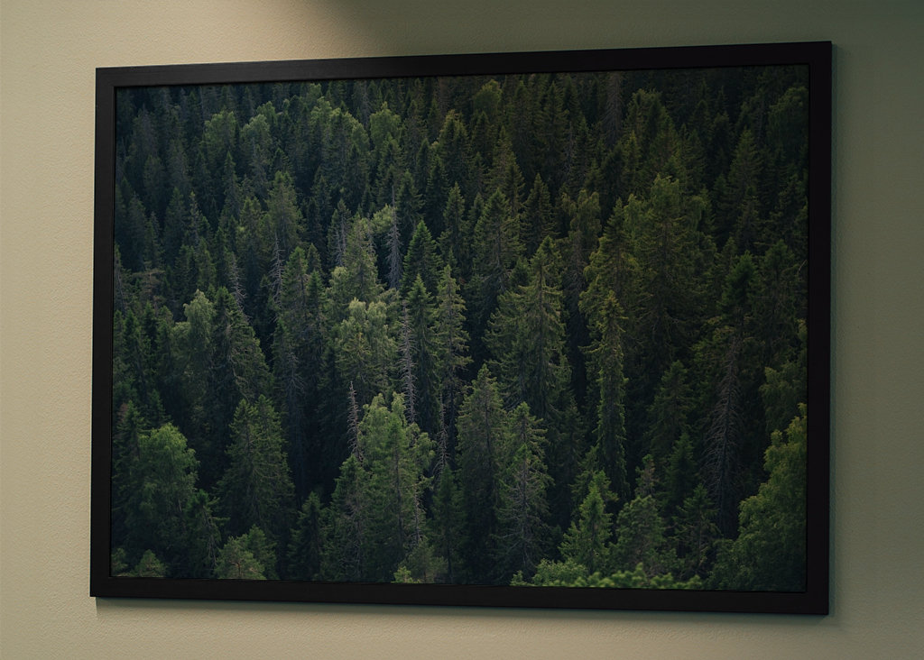 Zielony głęboki las