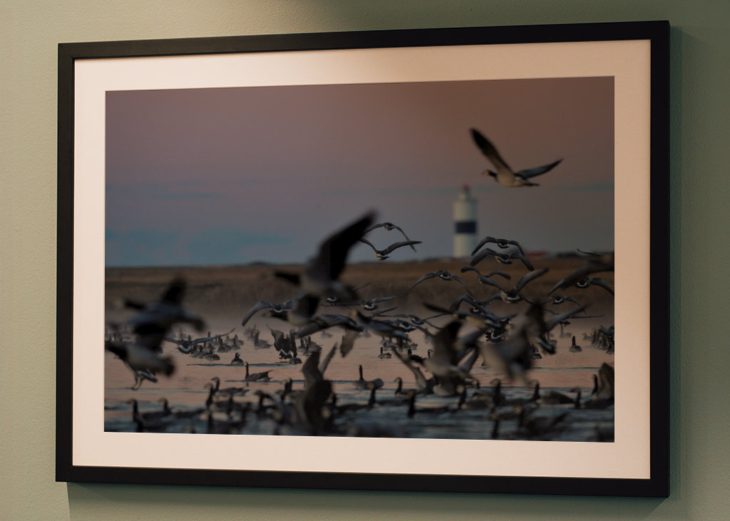 Gås morgen med Långe Jan