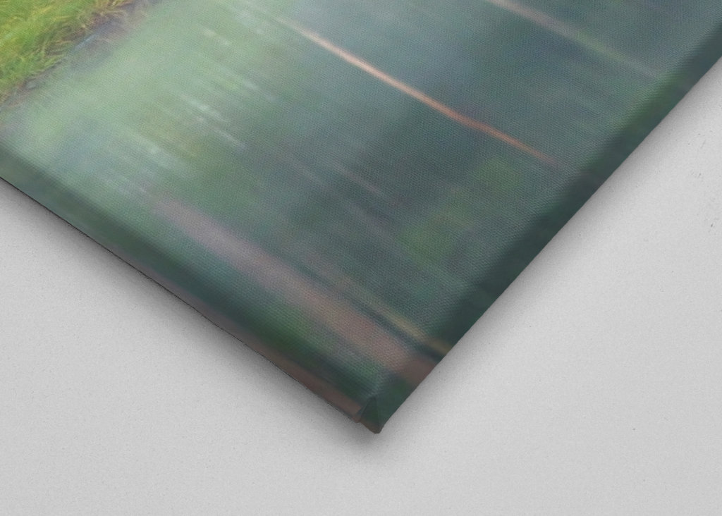 A bear in a beautiful nature