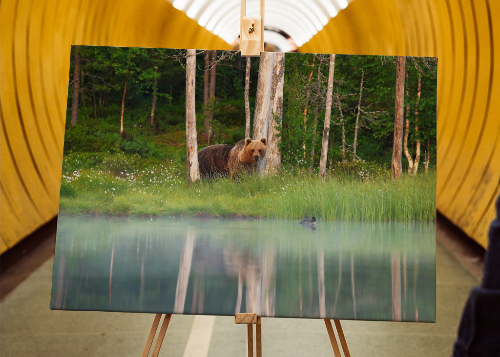 A bear in a beautiful nature