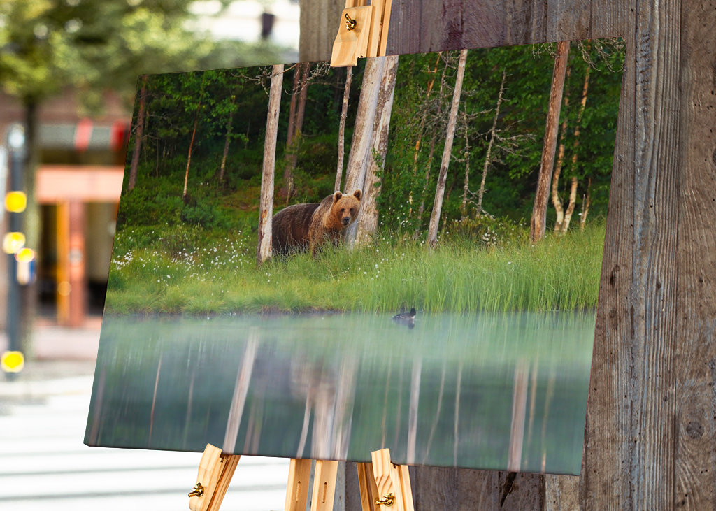 A bear in a beautiful nature