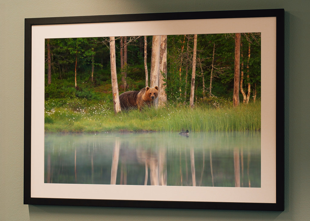 A bear in a beautiful nature