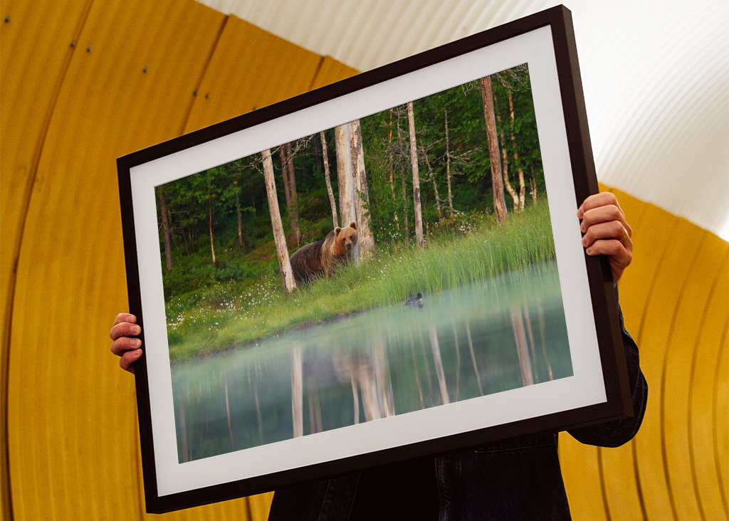 A bear in a beautiful nature