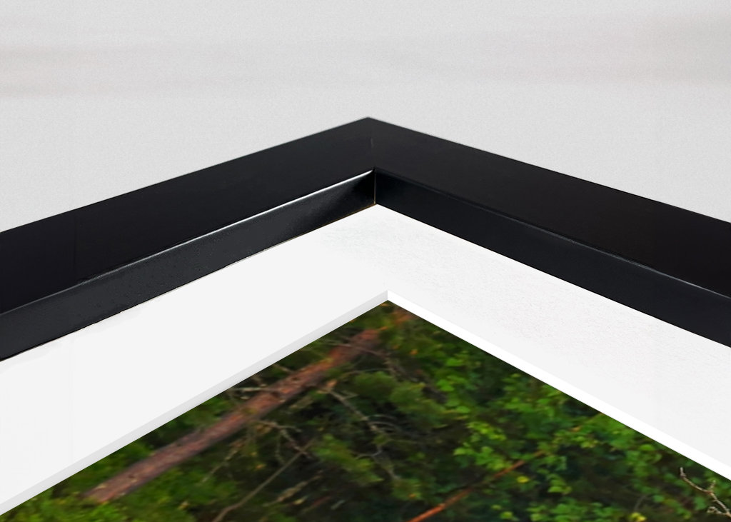 A bear in a beautiful nature