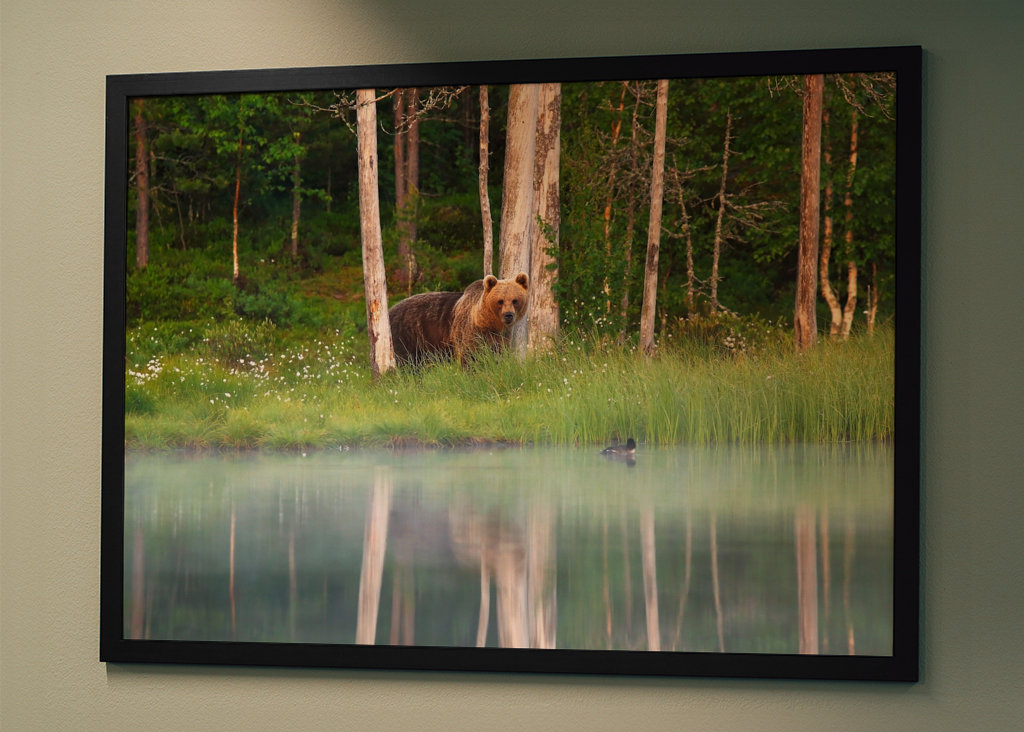 A bear in a beautiful nature